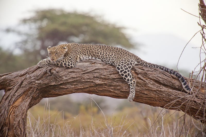 Kruger National Park